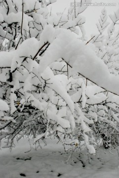 雪景