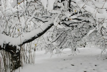 雪景