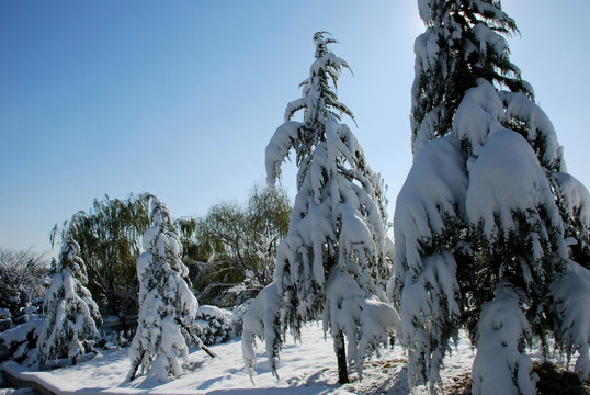 雪景