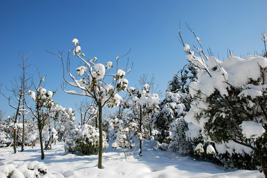 雪景