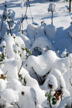 冬雪