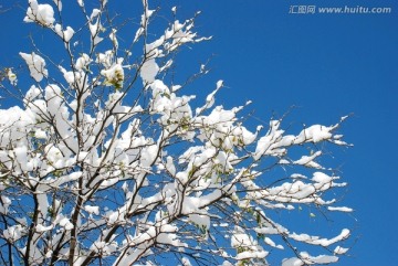 冰雪 冬景