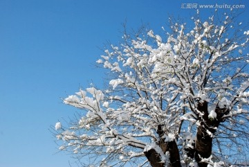 冰雪 冬景