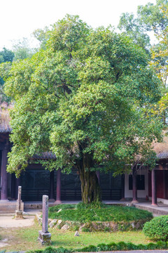 宋桂 宋代桂树 桂花树 木犀