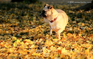 中华田园犬