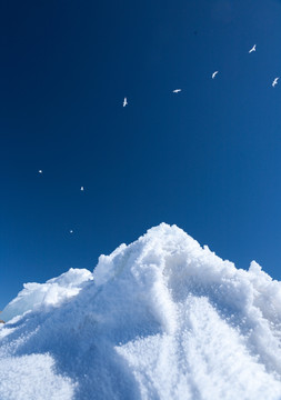 海鸥划过冬季的赛湖