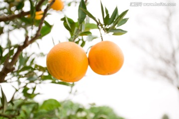 脐橙产地