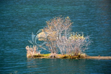 箭竹海