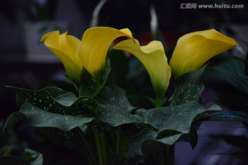 马蹄莲花