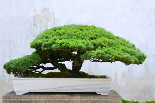 松树盆景
