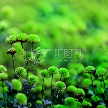 绿色小菊花