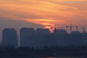 夕阳红