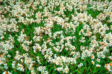 水仙花背景实拍