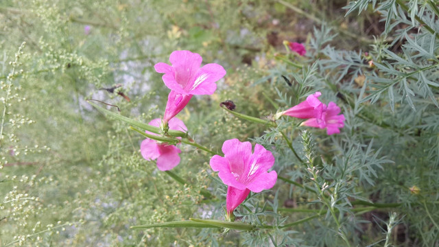 粉色的野花