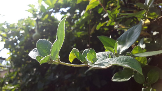 阳光下的金银花叶