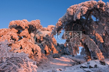 雪景