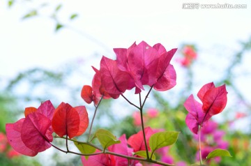 三角梅