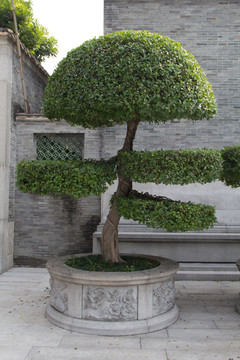 景观植物雕塑
