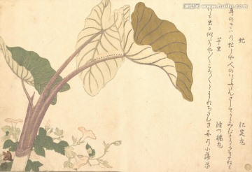 日本荷花植物浮世绘