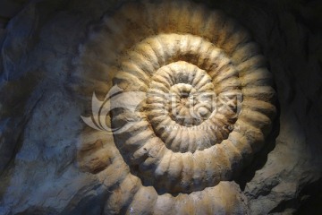 菊石 化石
