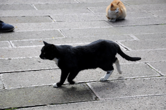 黑猫