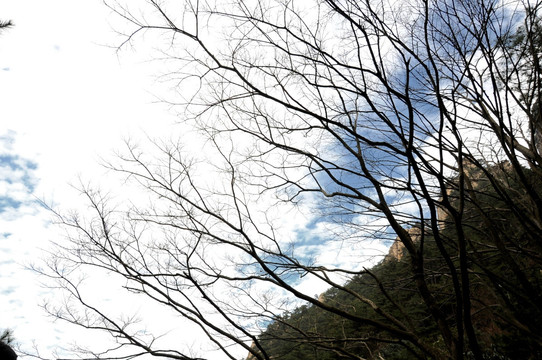 九华山风光 冬季树木