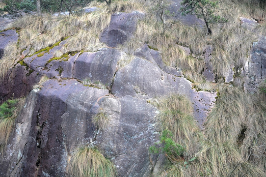 山石 野草