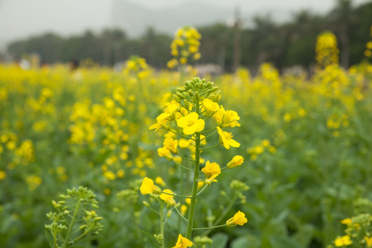 油菜花