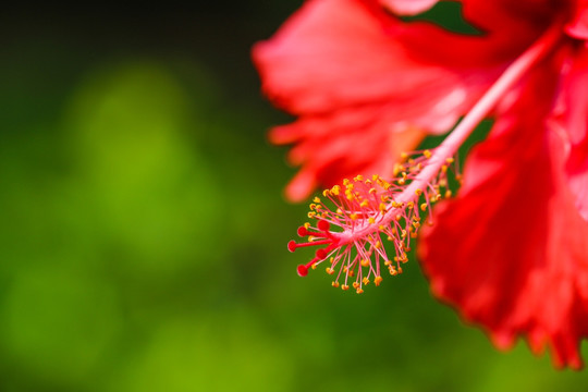 扶桑花