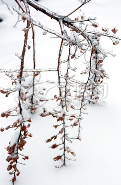 雪地小景