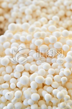 食用菌