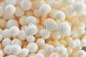 蔬菜菌