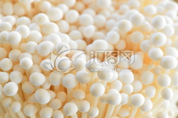 食用菌