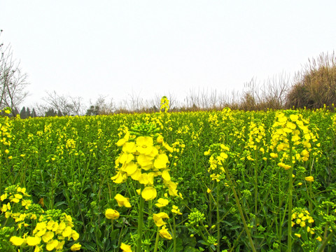 油菜花开