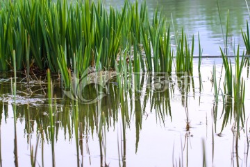 水草