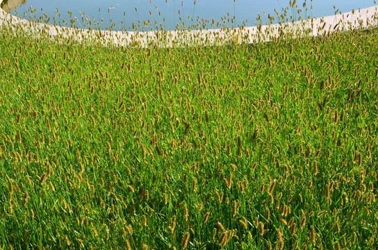 草丛