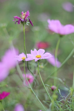 格桑花