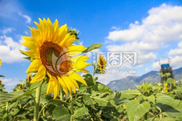 向日葵
