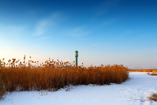 湿地 芦苇 雪 观光塔