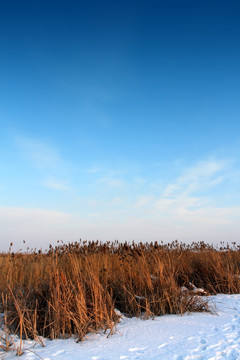 湿地 芦苇 雪 雪中的芦苇