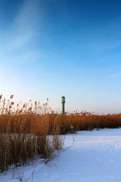 湿地 芦苇 雪 观光塔