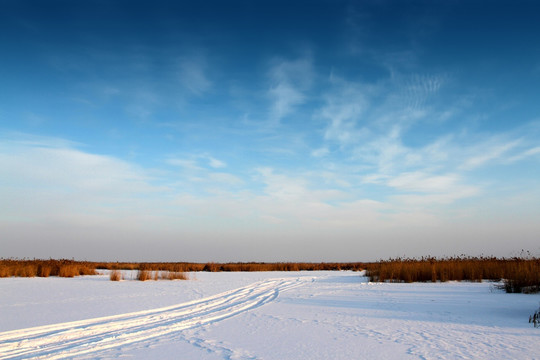 湿地 芦苇 雪