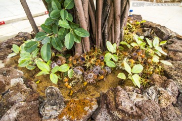 热带沙生植物馆植物