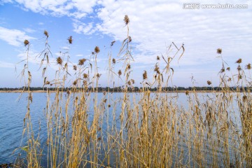 芦苇 湿地 生态