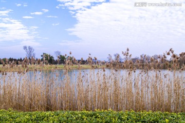 太湖湿地公园芦苇