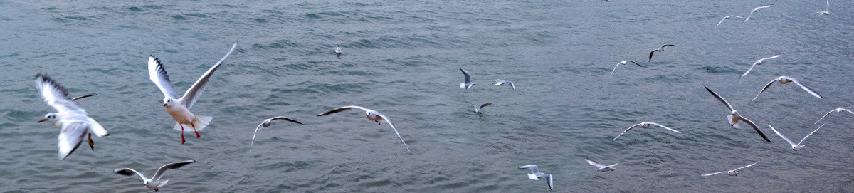 海鸥飞翔宽幅接图