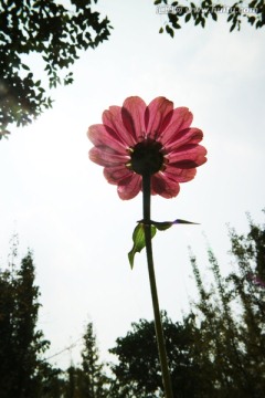 粉红 菊花 朝阳 盛开