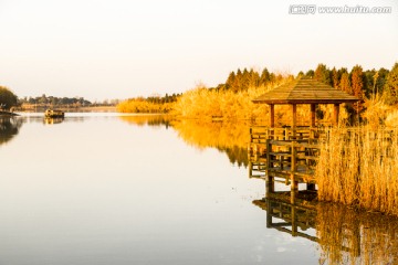 黄金芦苇岸