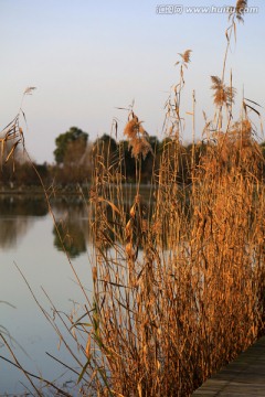 太湖湿地公园黄昏