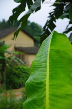 香蕉叶 芭蕉叶